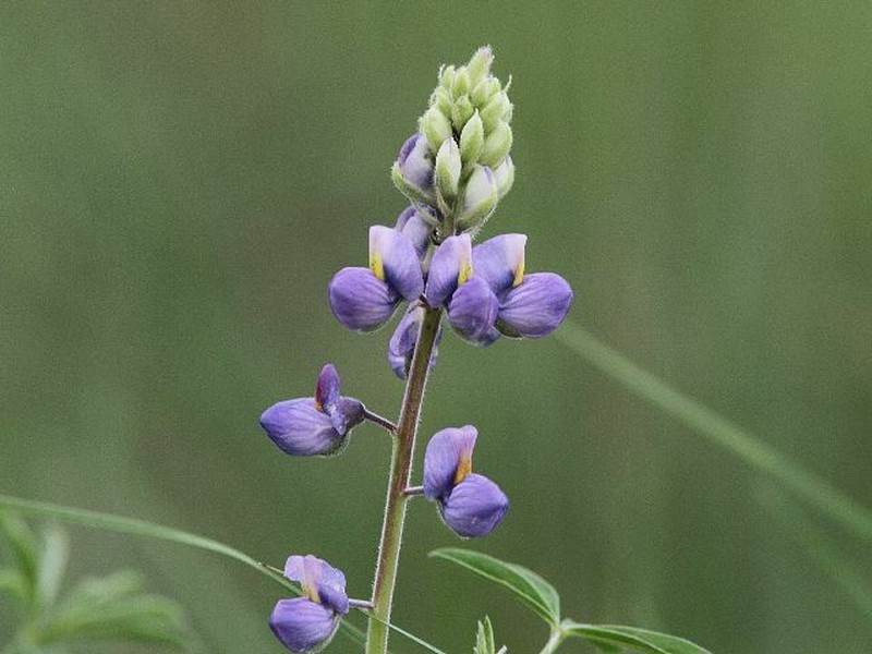 New Mexico Lupine photo 7