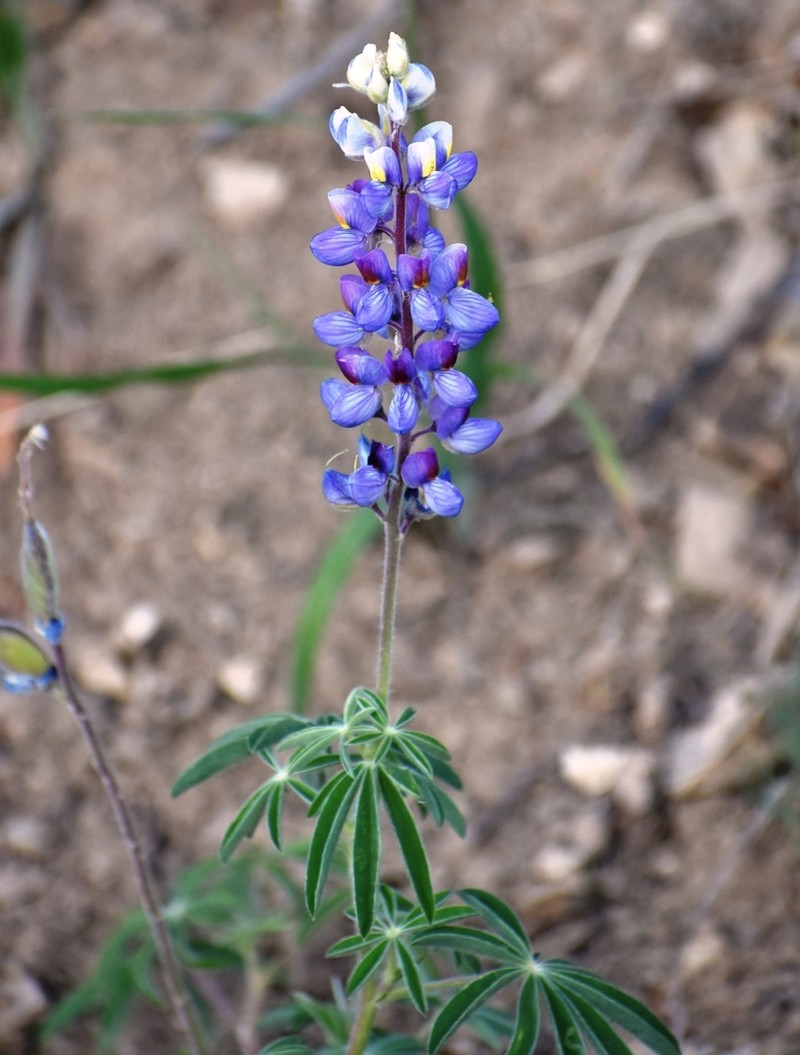 New Mexico Lupine photo 8