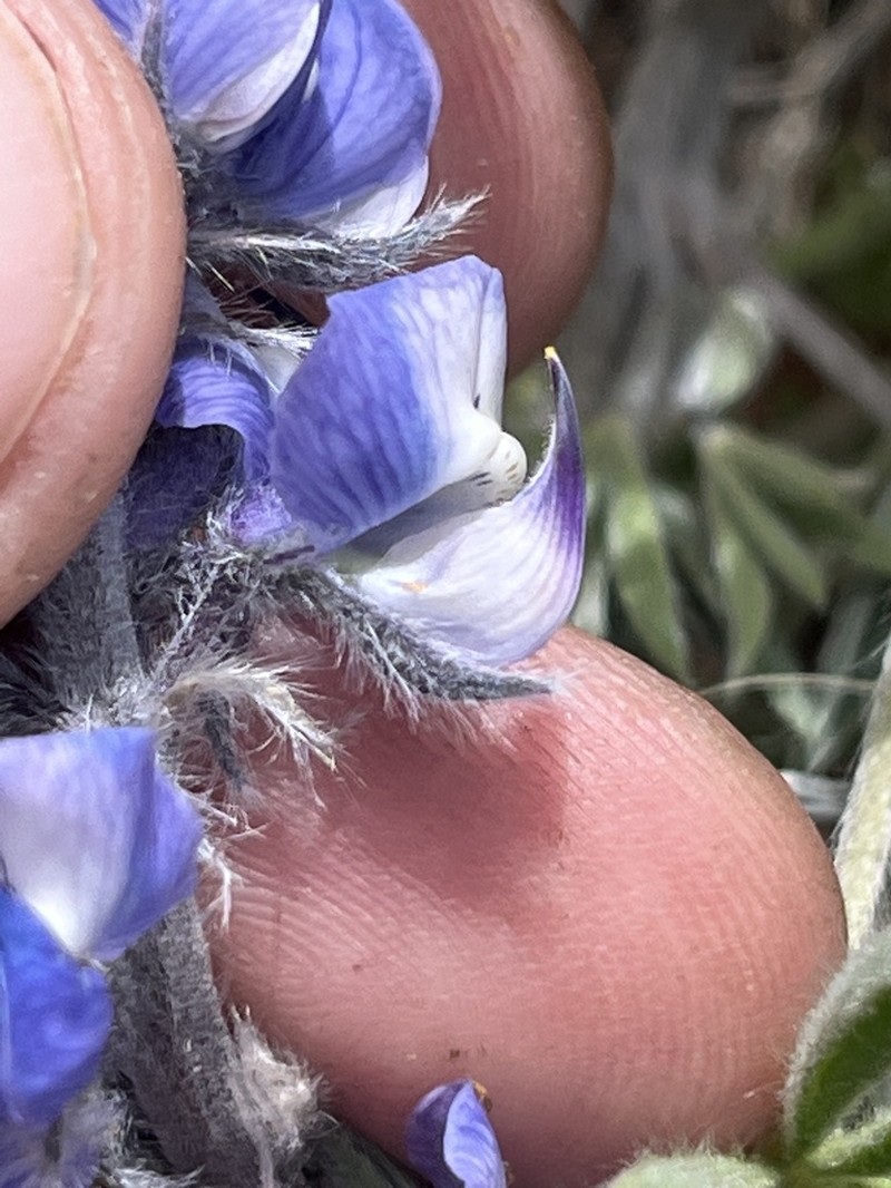 Nevada Lupine