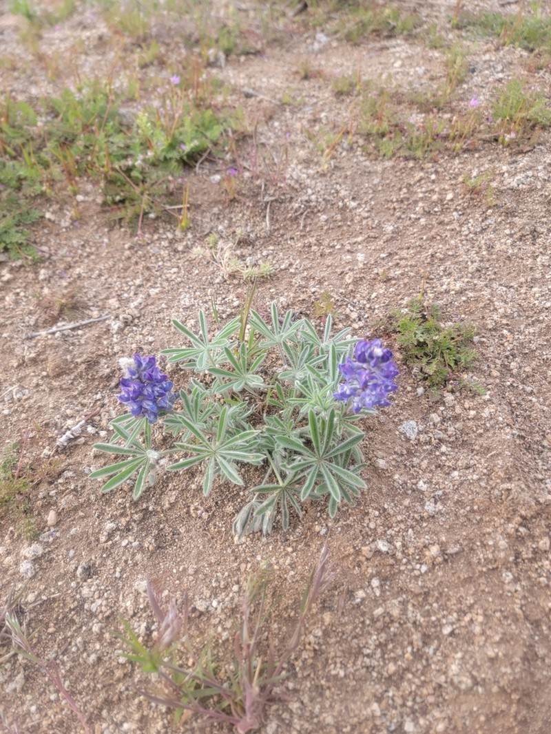 Nevada Lupine photo 2