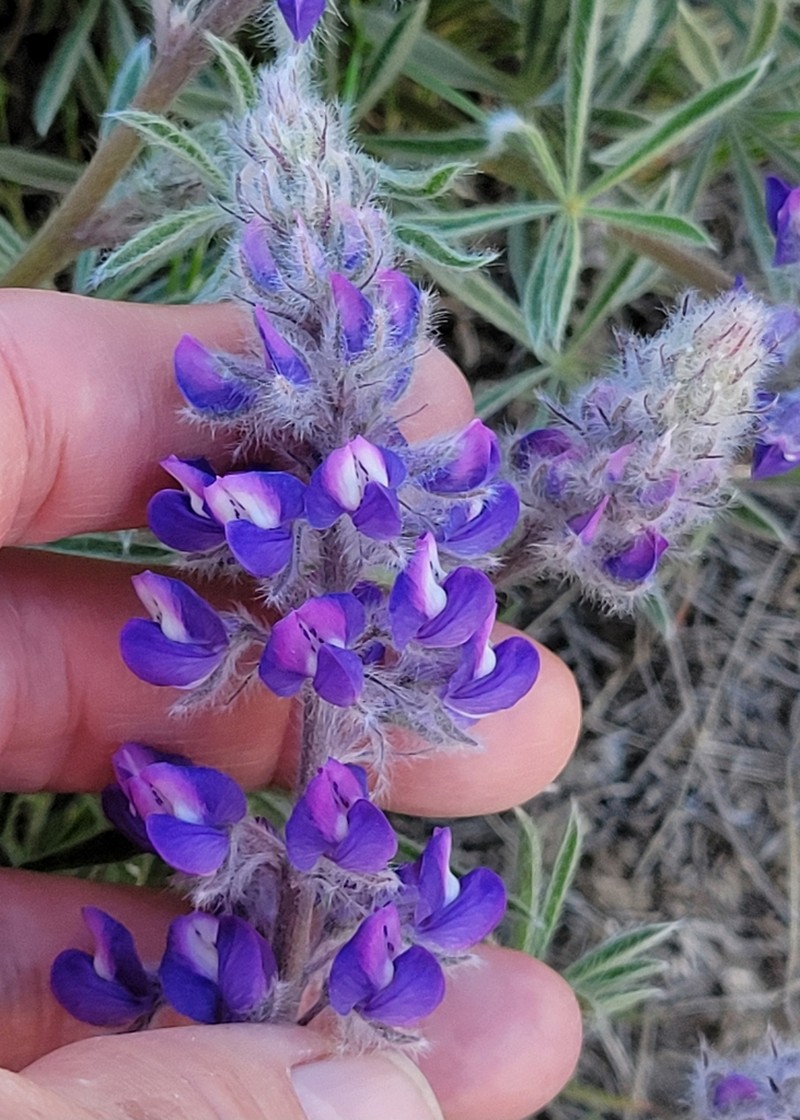 Nevada Lupine photo 3