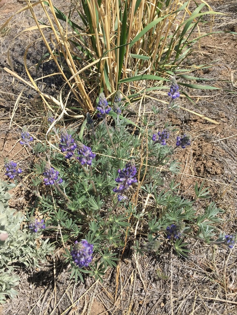 Nevada Lupine photo 4