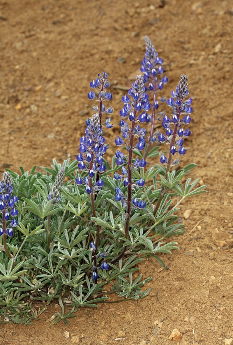 Nevada Lupine photo 5