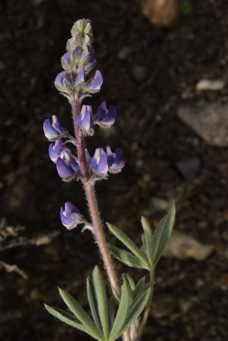 Nevada Lupine photo 6