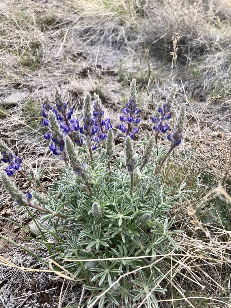 Nevada Lupine photo 7