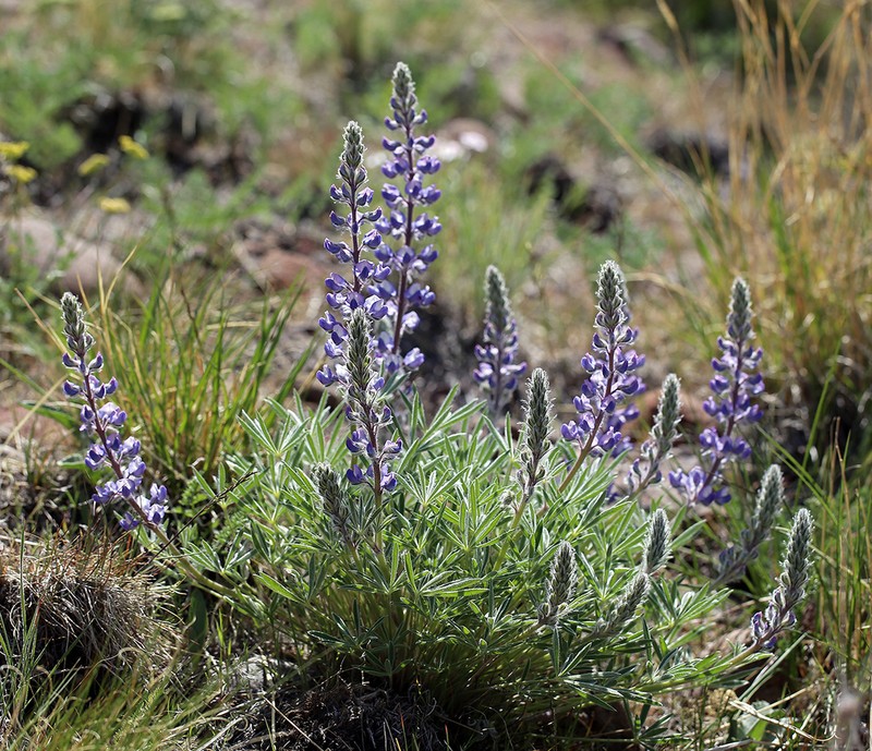 Nevada Lupine photo 8
