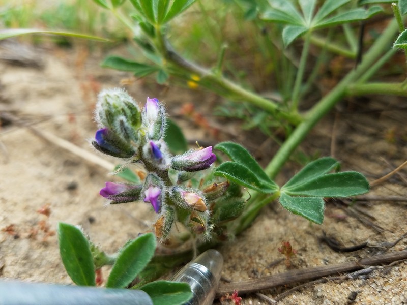 Nipomo Mesa Lupine