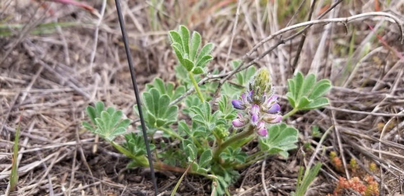 Nipomo Mesa Lupine photo 2