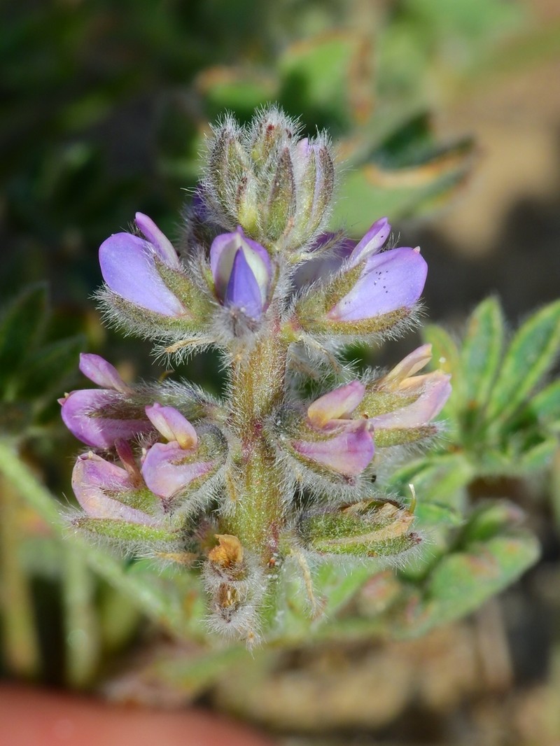 Nipomo Mesa Lupine photo 3