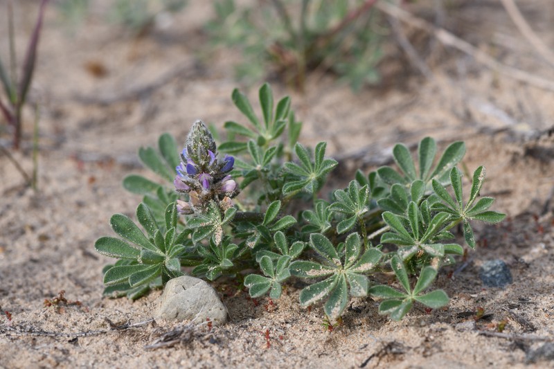 Nipomo Mesa Lupine photo 4