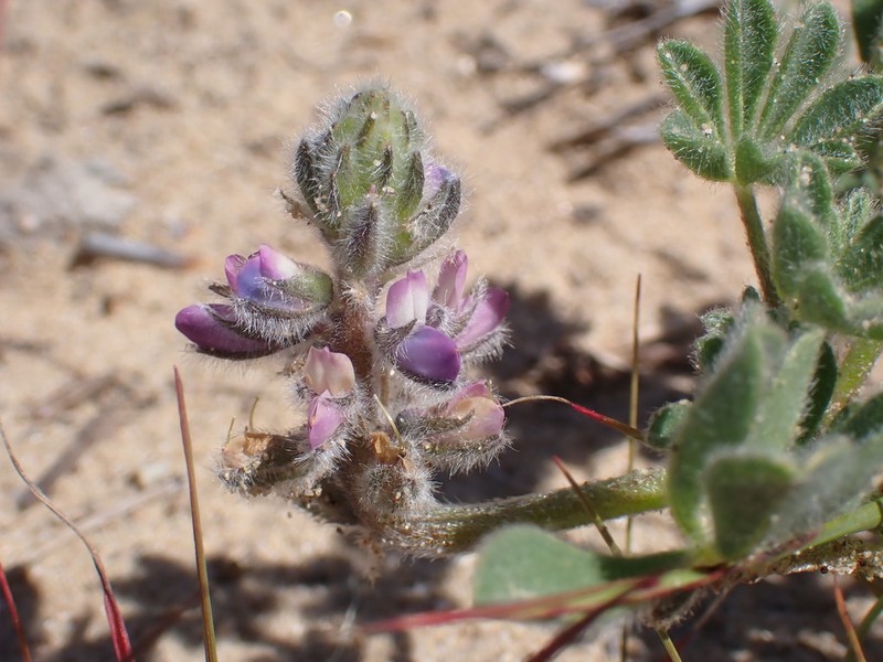 Nipomo Mesa Lupine photo 5