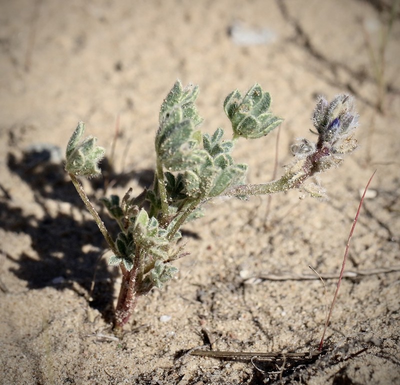 Nipomo Mesa Lupine photo 6