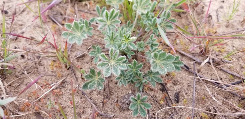 Nipomo Mesa Lupine photo 7