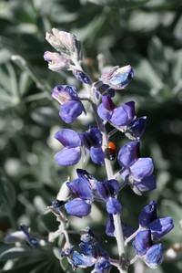 Lupinus niveus