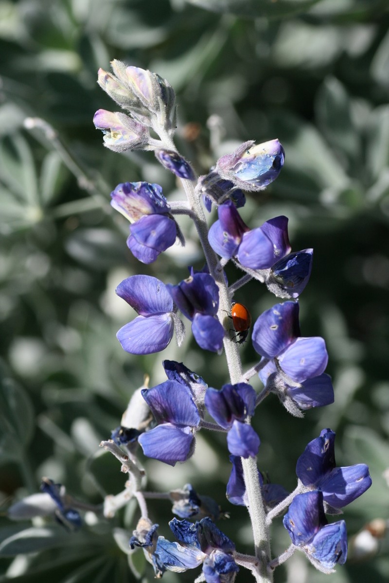Lupinus niveus