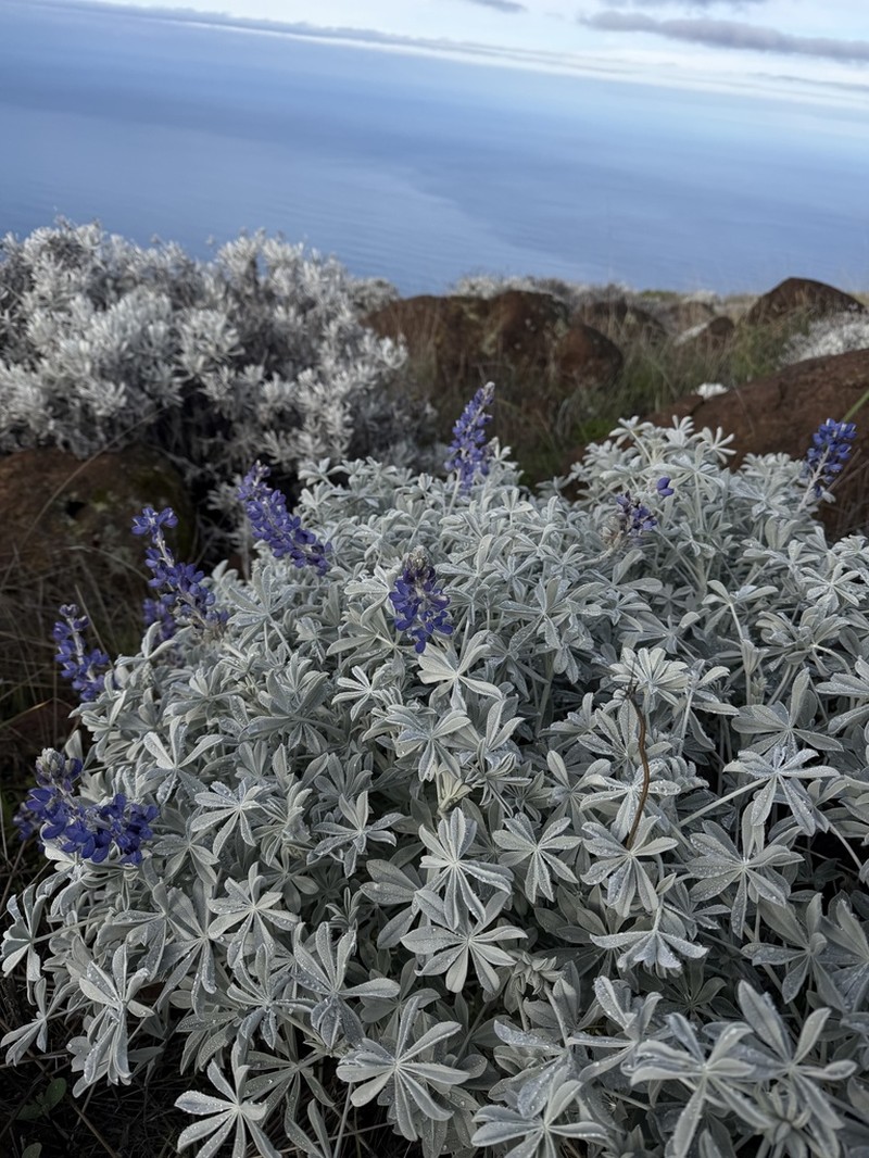 Lupinus niveus photo 2