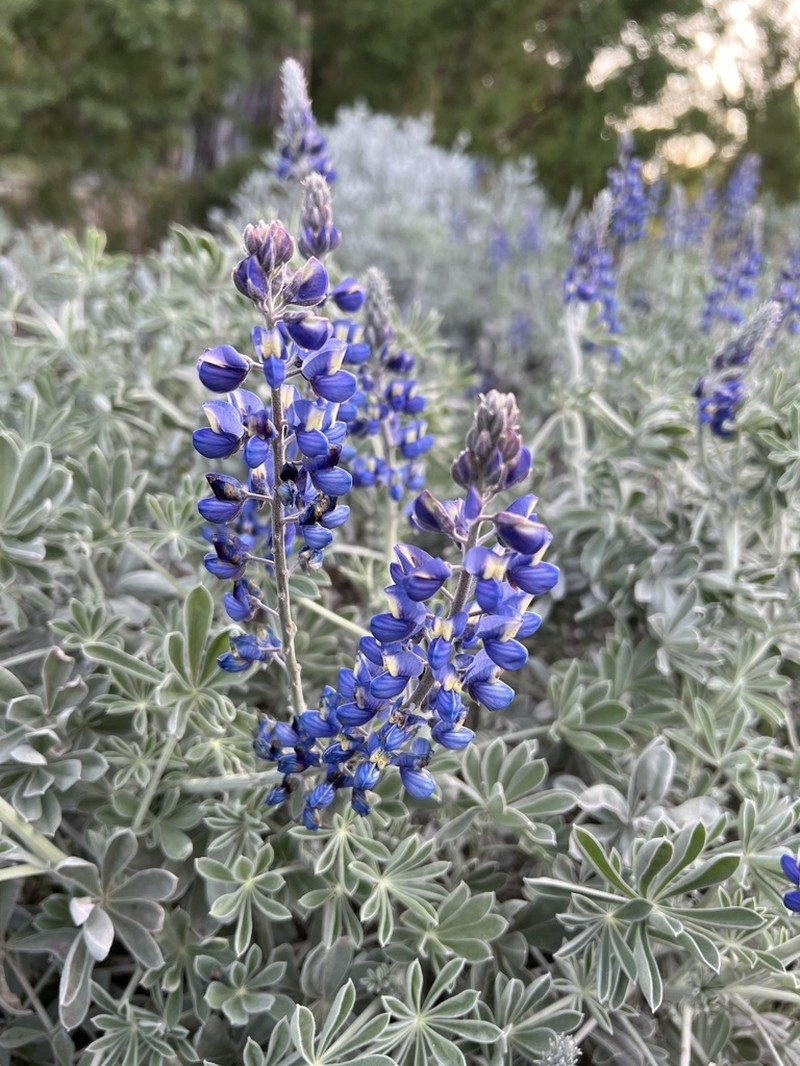 Lupinus niveus photo 3