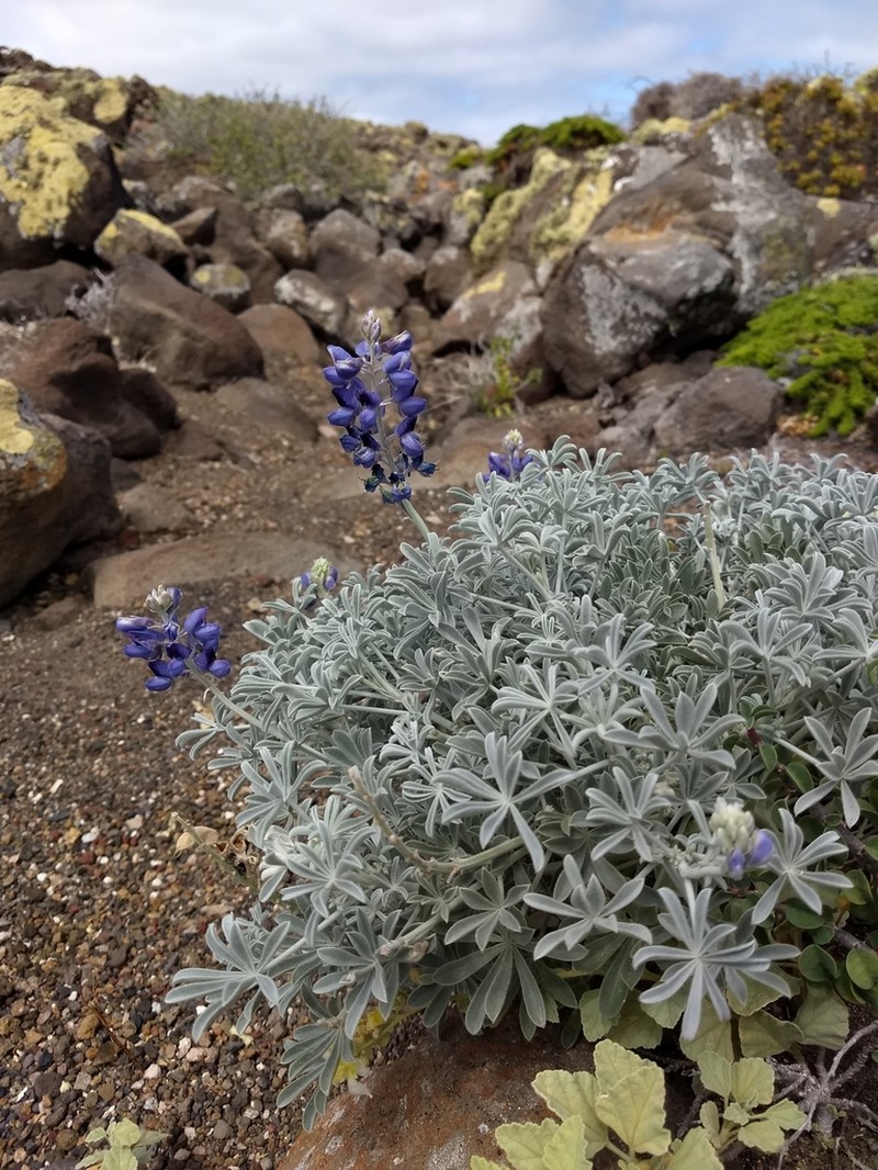 Lupinus niveus photo 4