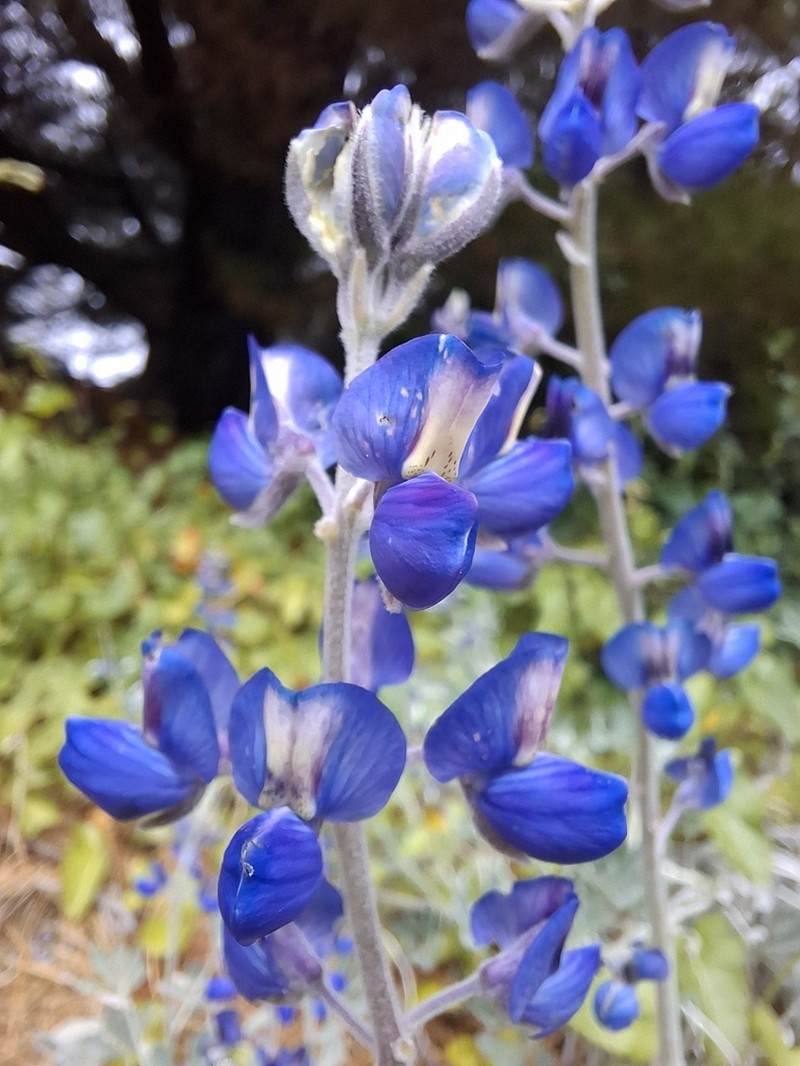 Lupinus niveus photo 5