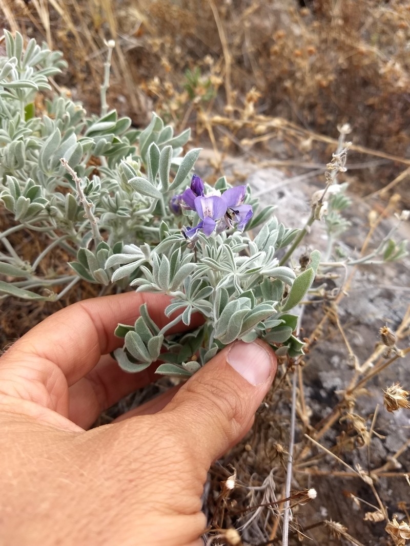 Lupinus niveus photo 6