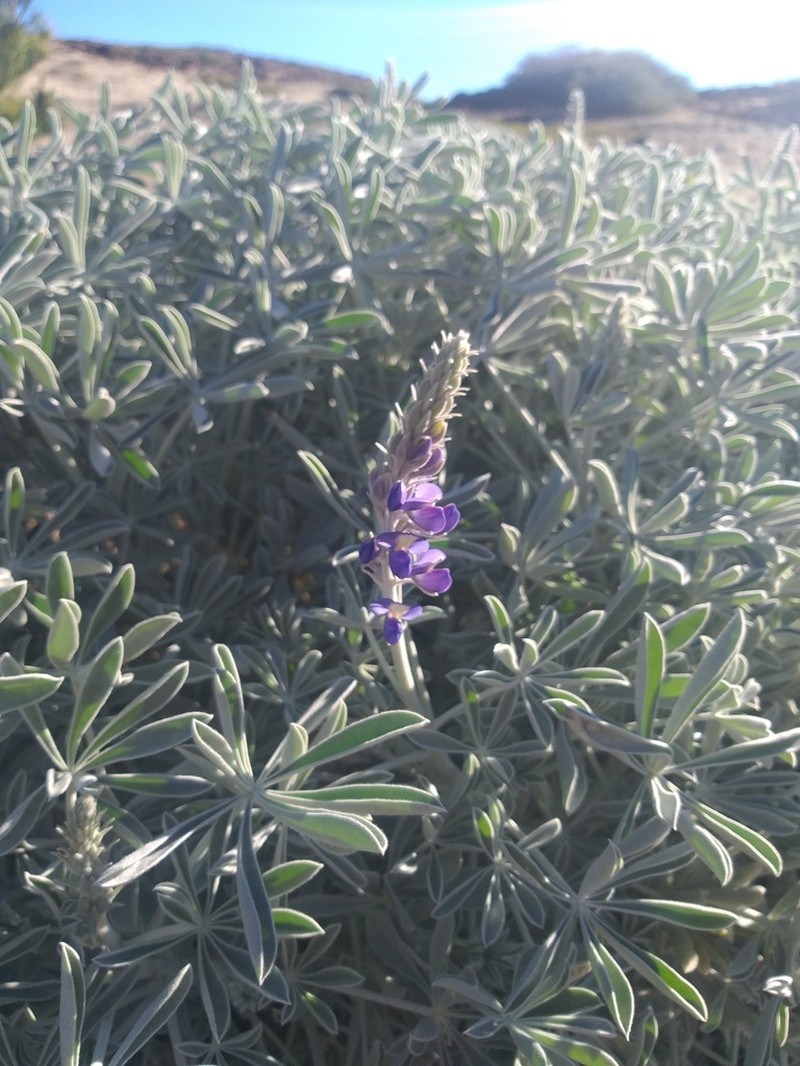 Lupinus niveus photo 7
