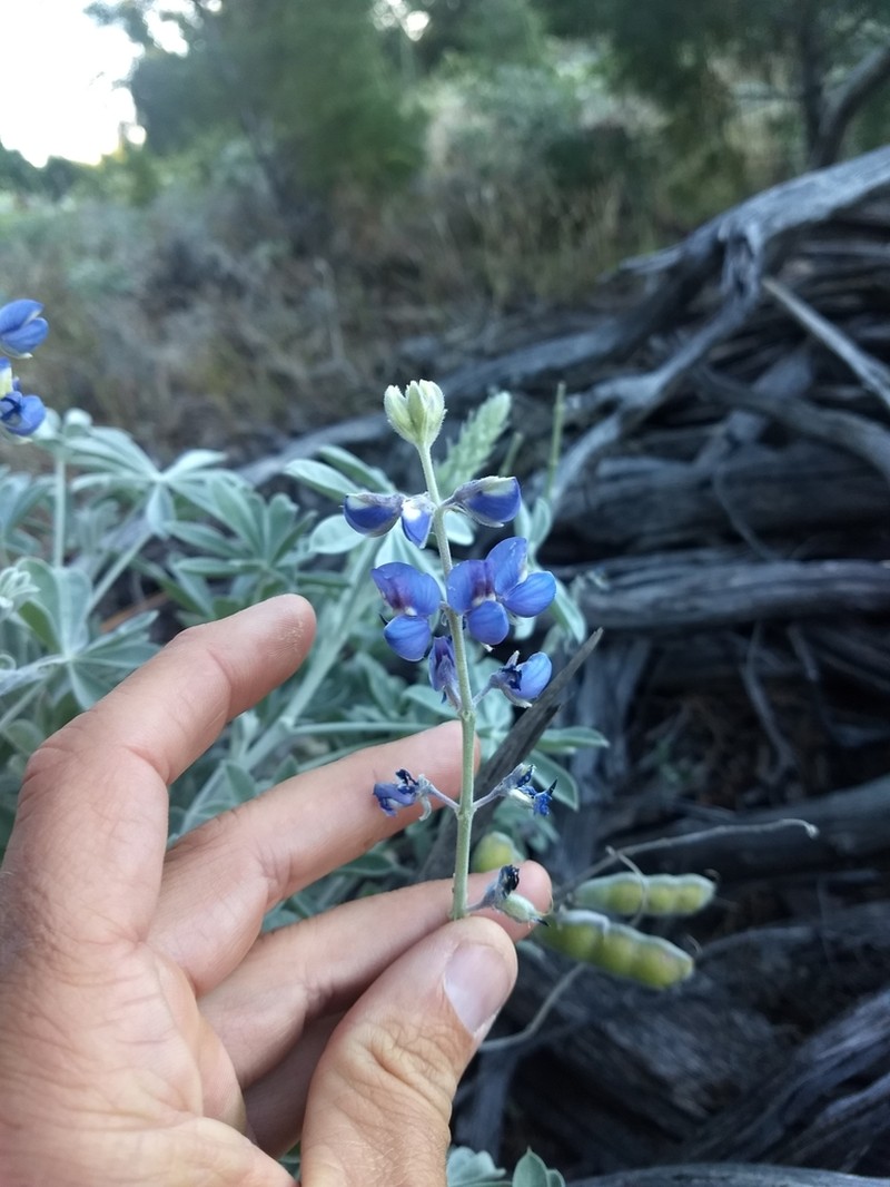 Lupinus niveus photo 8