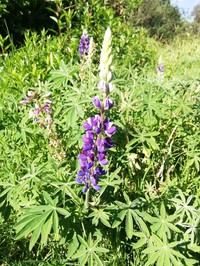 Lupinus nonoensis