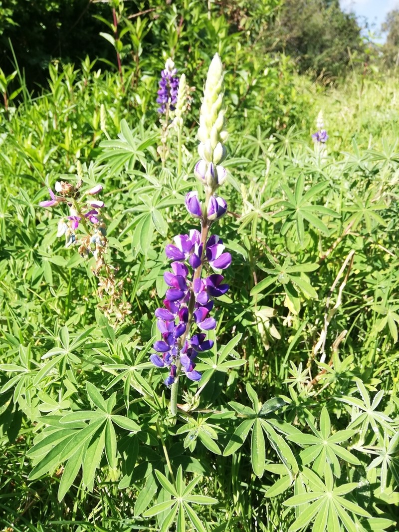 Lupinus nonoensis