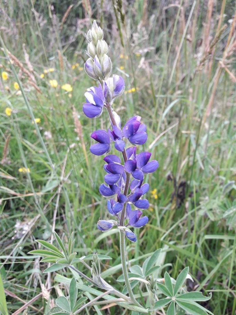 Lupinus nonoensis photo 2