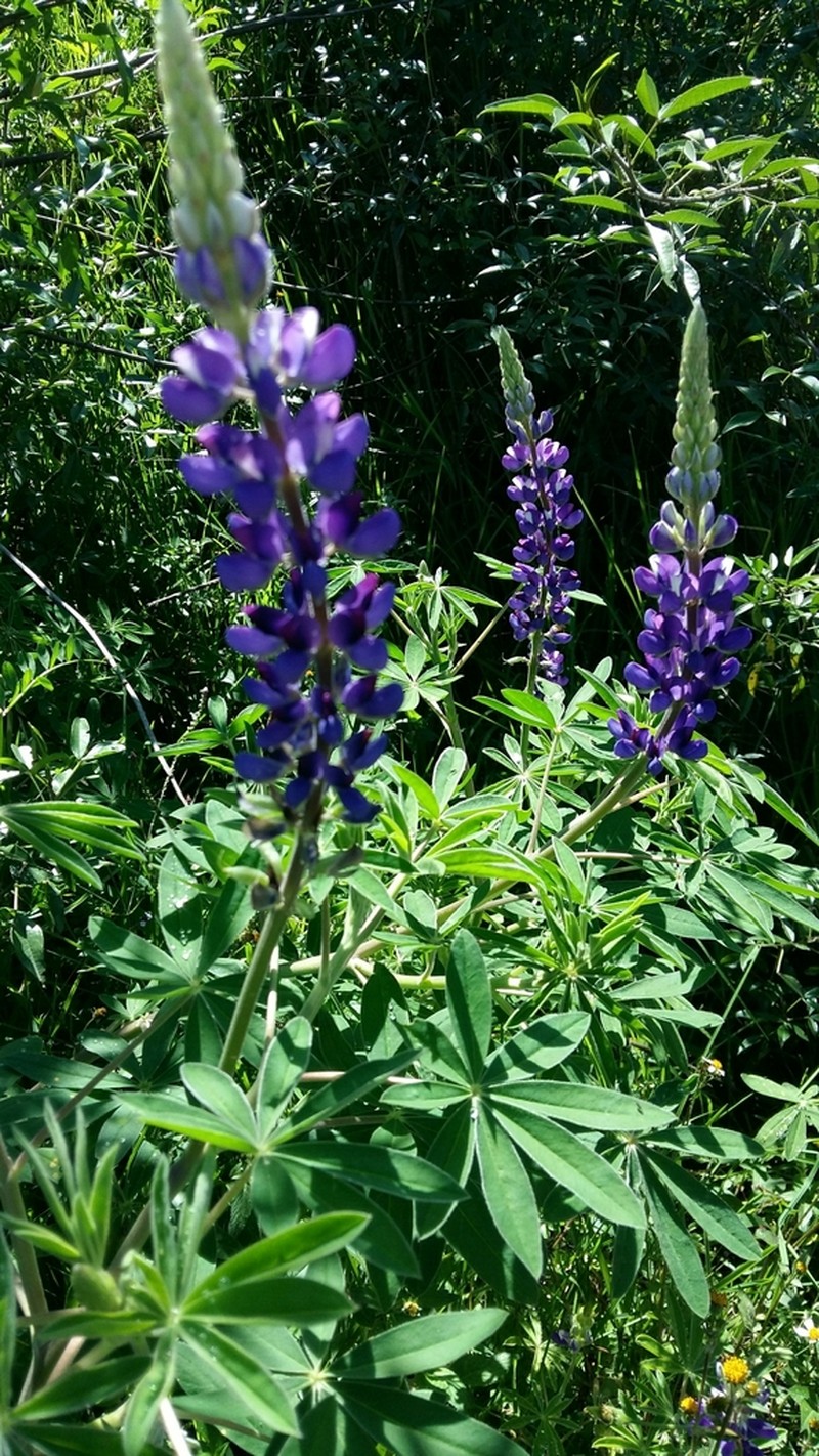 Lupinus nonoensis photo 3