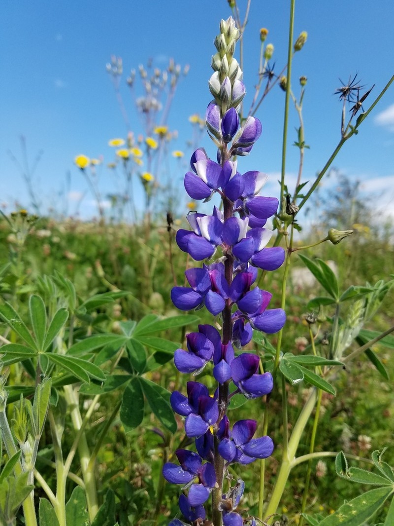 Lupinus nonoensis photo 4