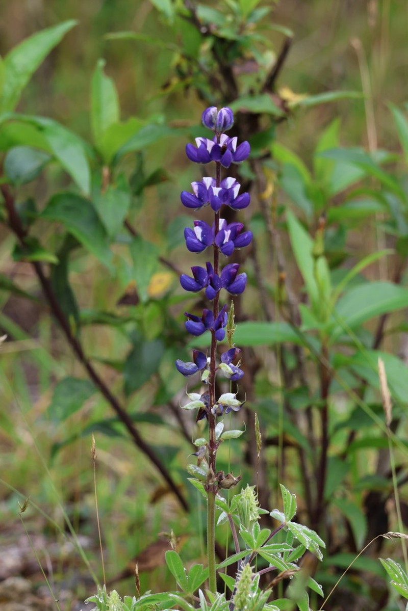 Lupinus nonoensis photo 5