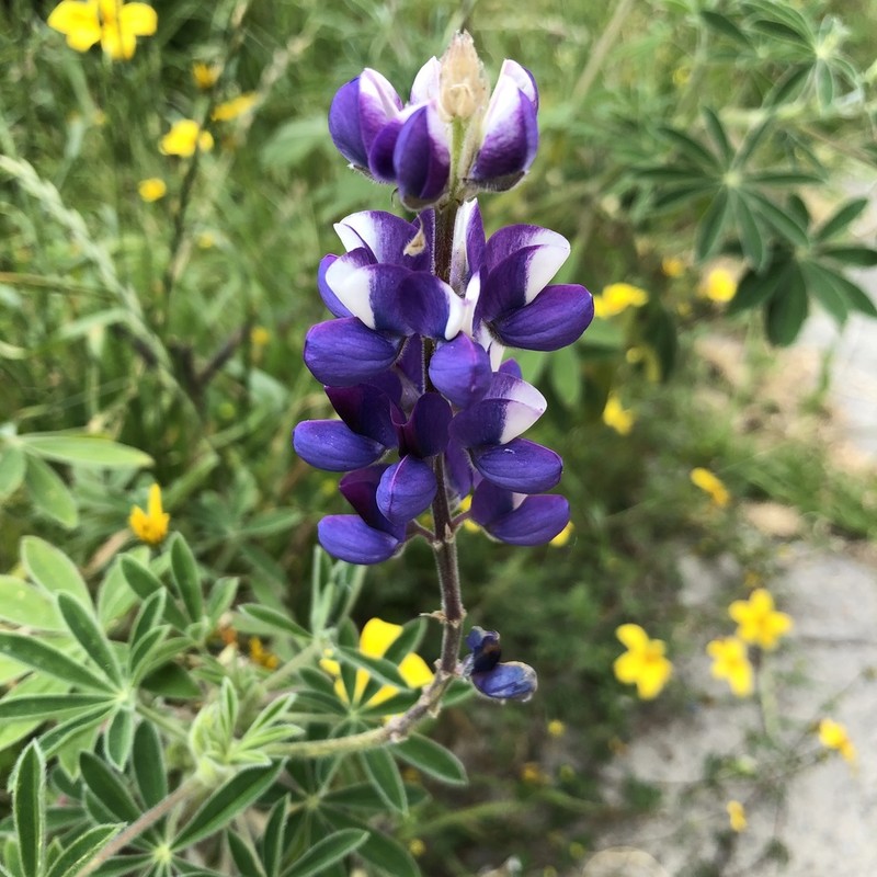 Lupinus nonoensis photo 6