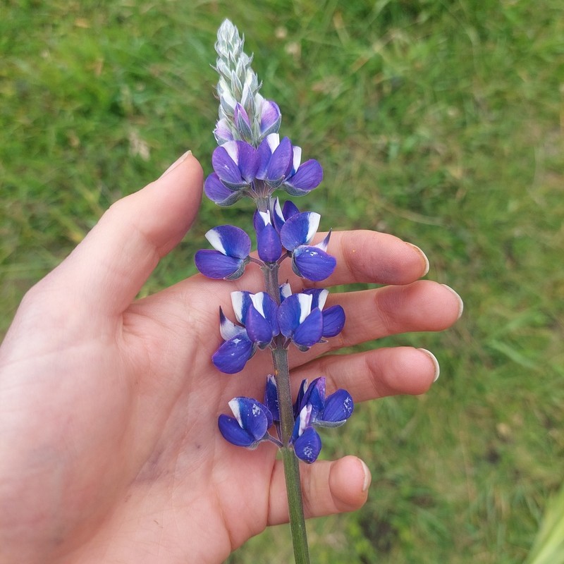 Lupinus nonoensis photo 7