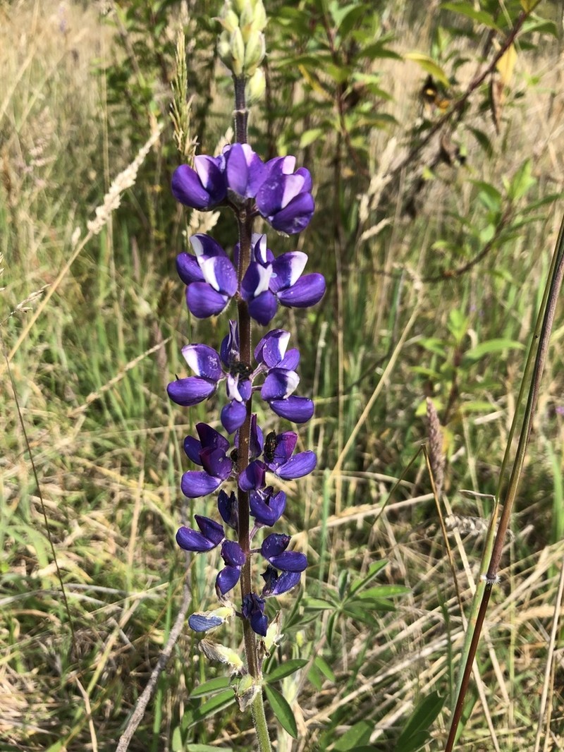 Lupinus nonoensis photo 8