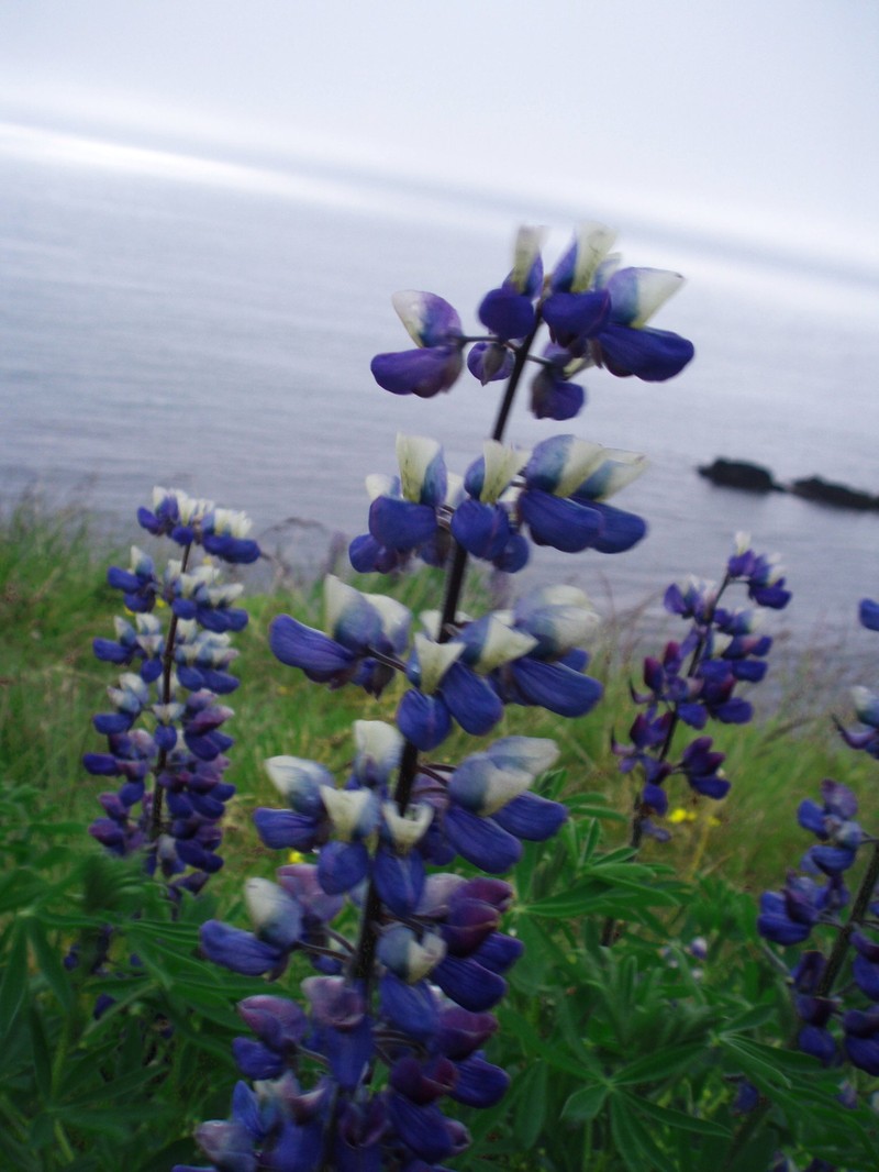 Nootka Lupine