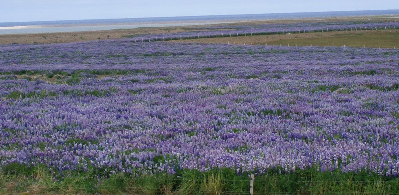 Nootka Lupine photo 5