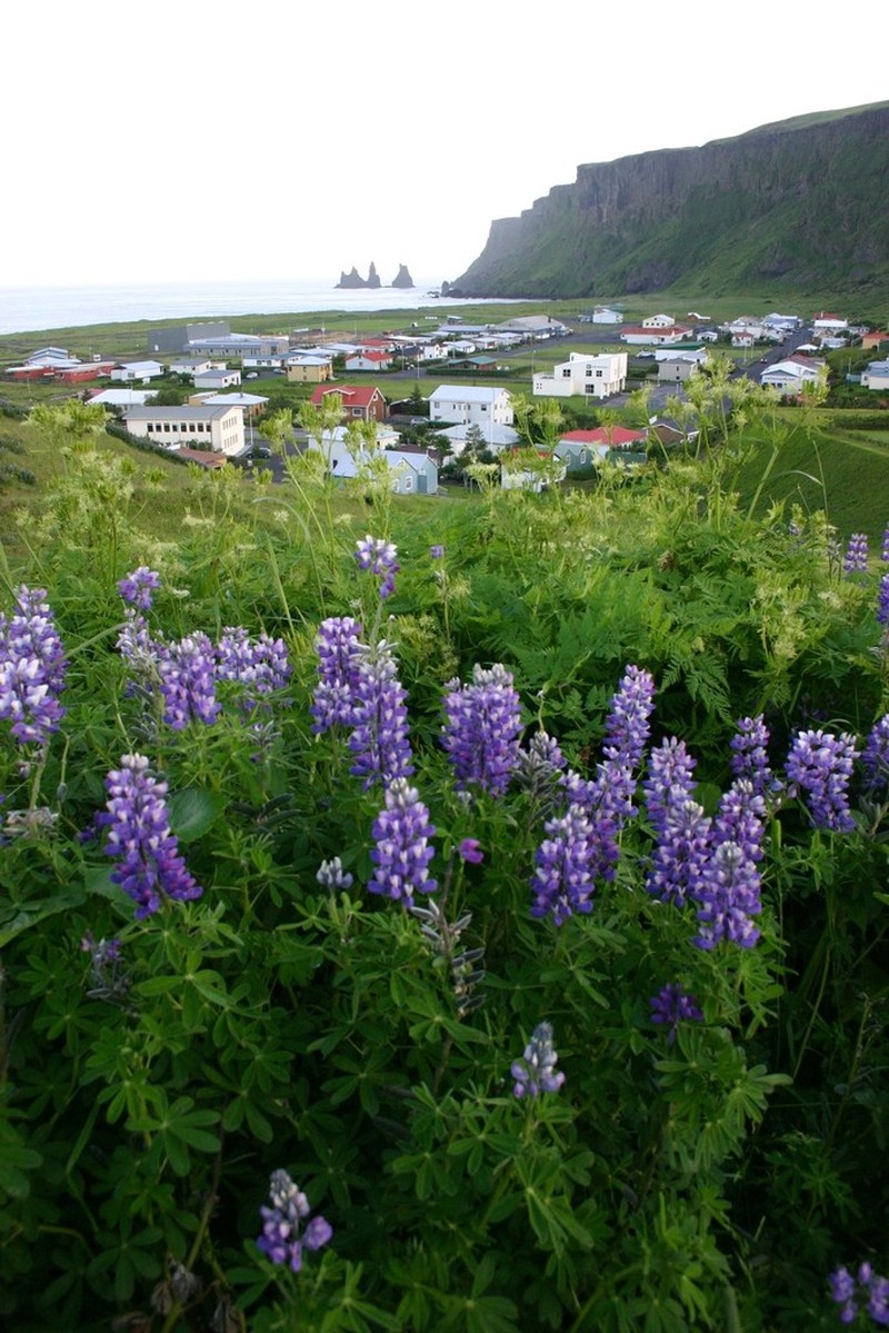 Nootka Lupine photo 3