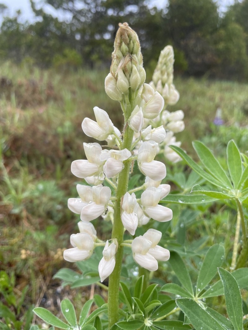Nootka Lupine photo 4
