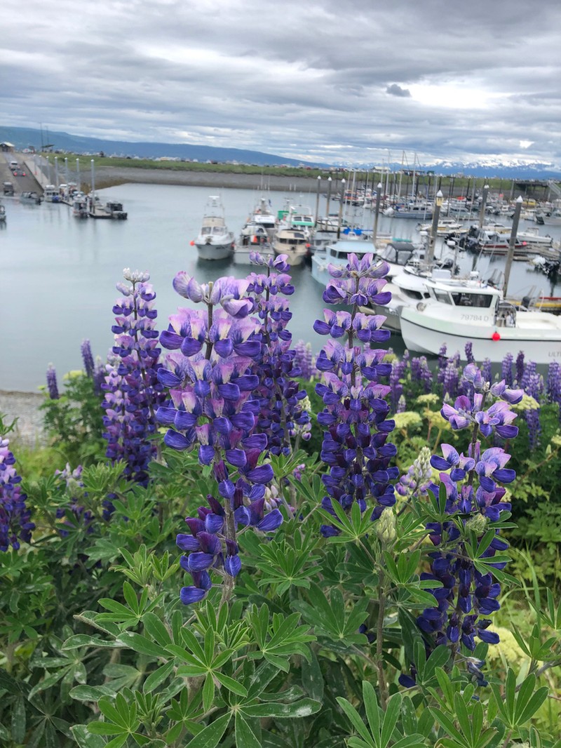 Nootka Lupine photo 5