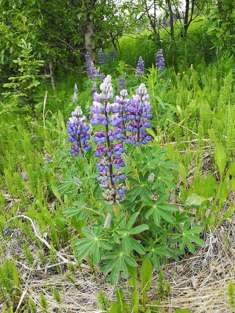 Nootka Lupine photo 6