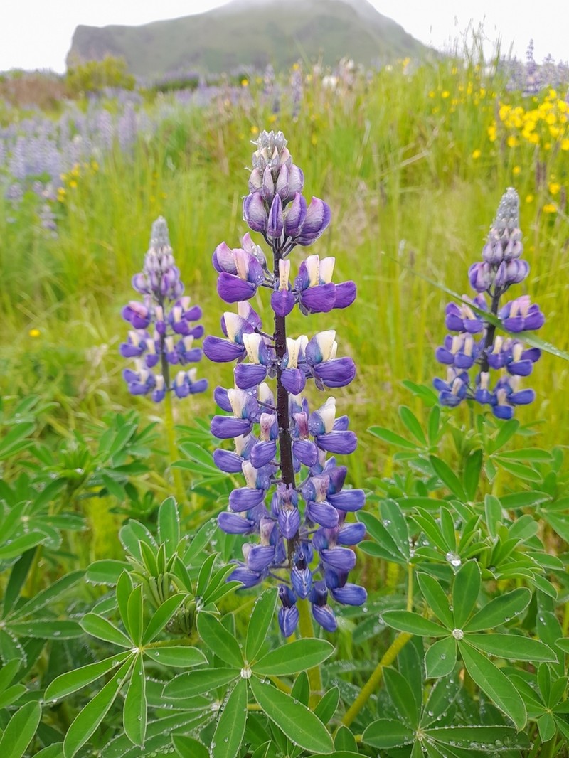 Nootka Lupine photo 7