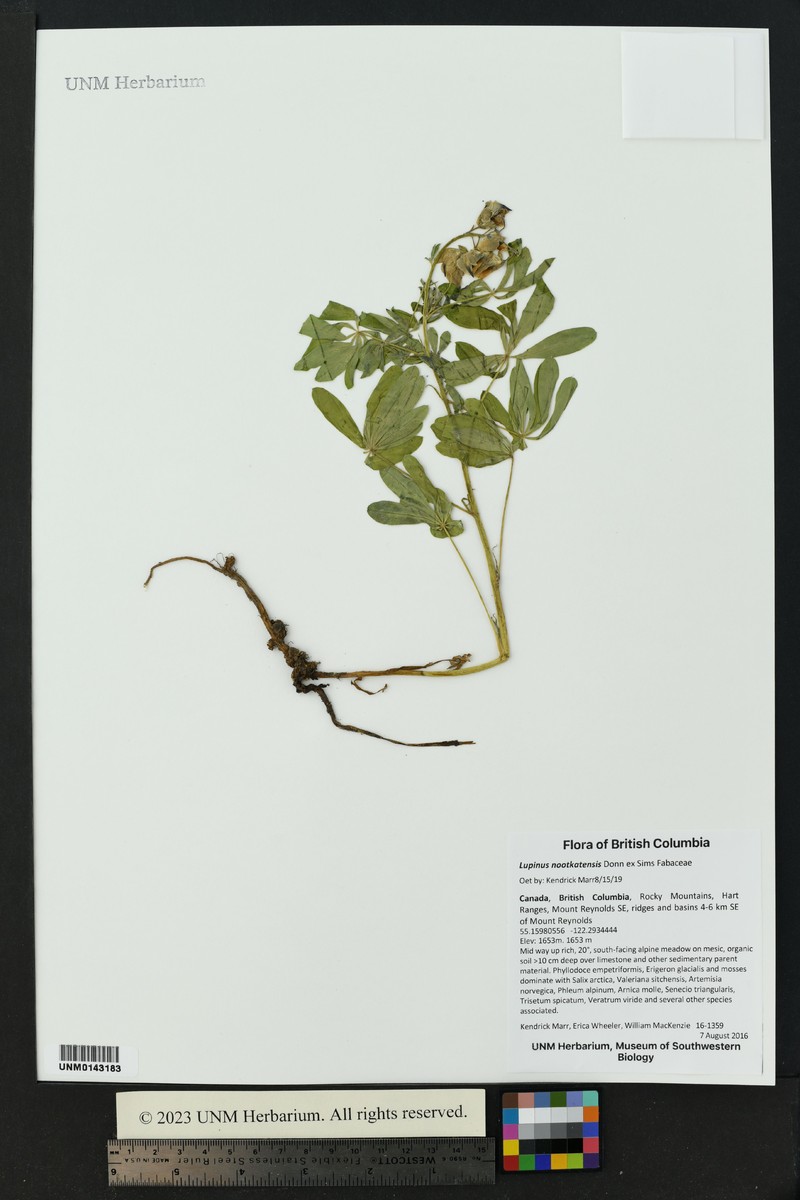 Lupinus nootkatensis var. fruticosus photo 2