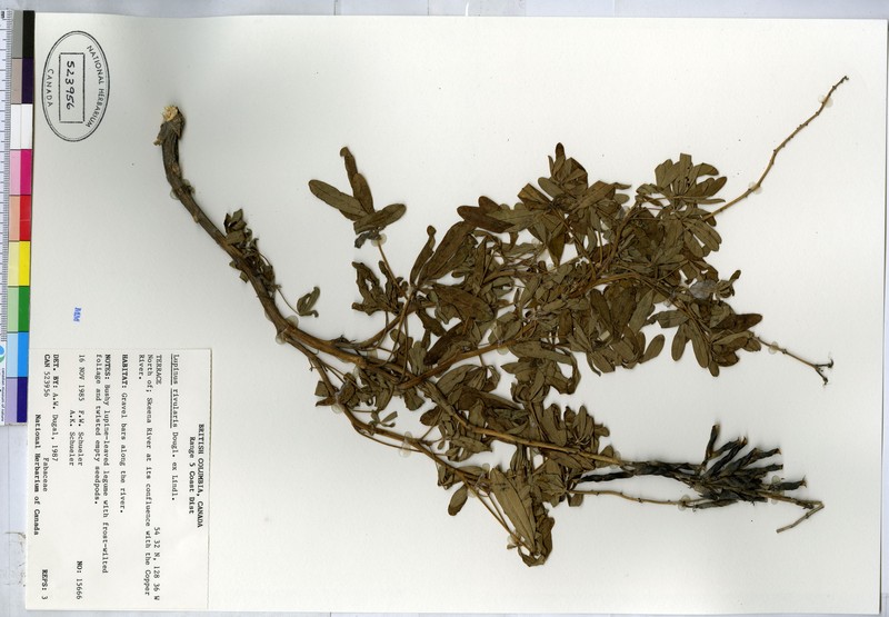 Lupinus nootkatensis var. fruticosus photo 3