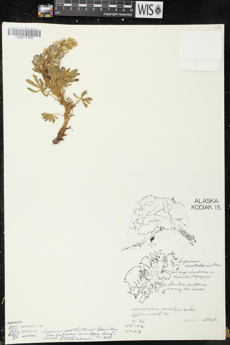 Lupinus nootkatensis var. fruticosus photo 4
