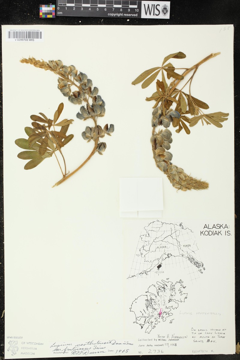 Lupinus nootkatensis var. fruticosus photo 5