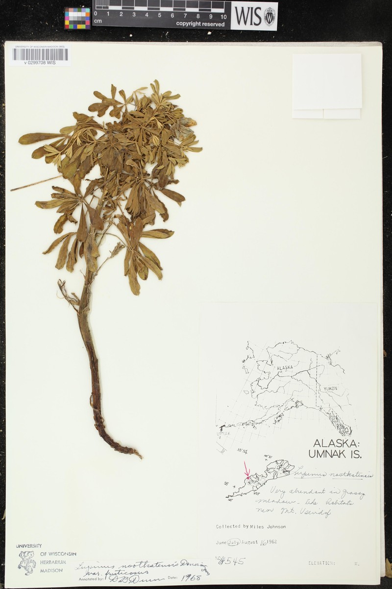 Lupinus nootkatensis var. fruticosus photo 6
