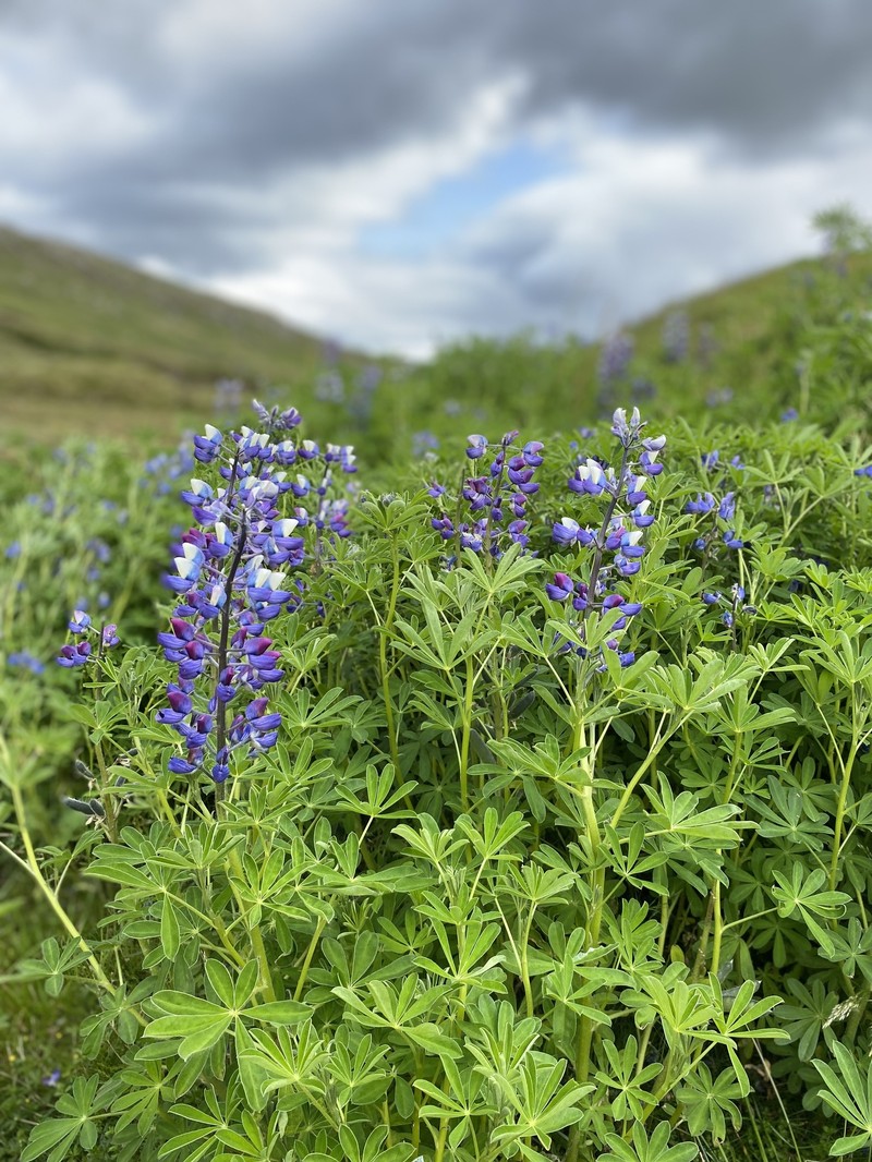 Lupinus nootkatensis var. nootkatensis