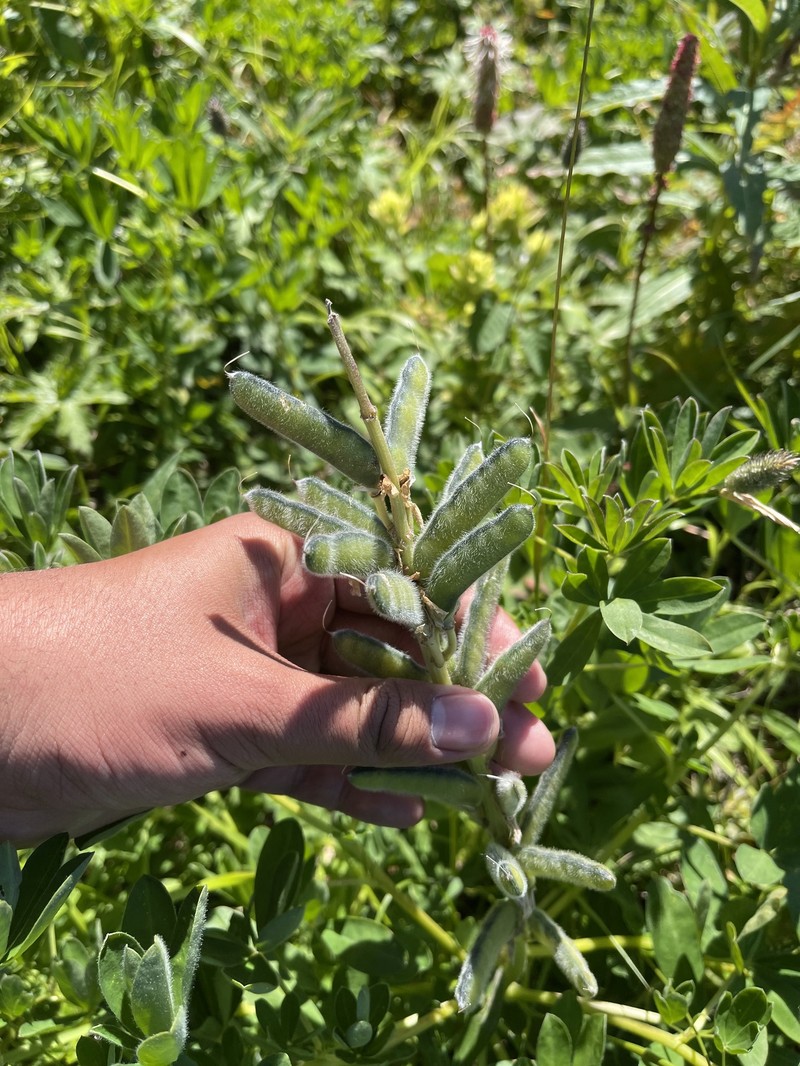 Lupinus nootkatensis var. nootkatensis photo 2