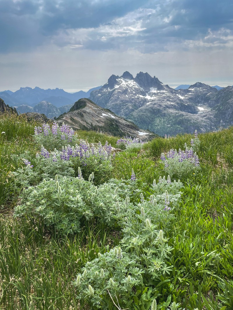 Lupinus nootkatensis var. nootkatensis photo 3